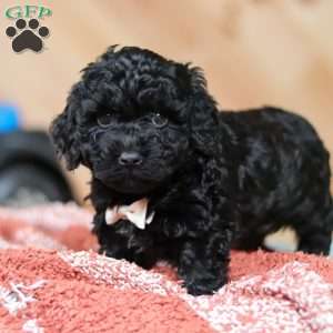 Riggins, Mini Bernedoodle Puppy